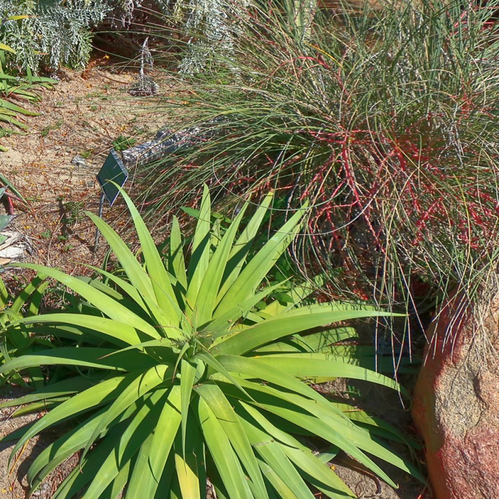 Agave bracteosa