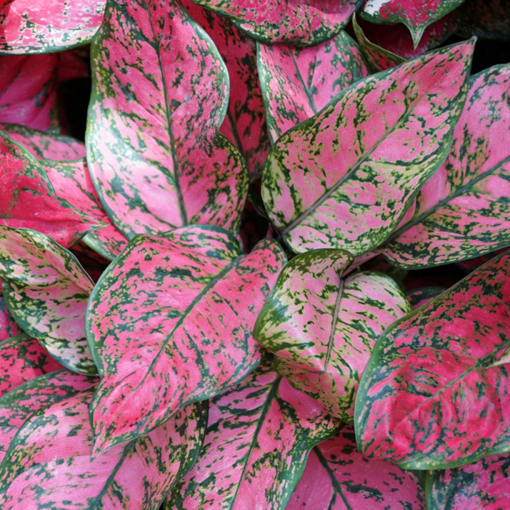 Aglaonema commutatum Red Valentine - Chinese evergreen