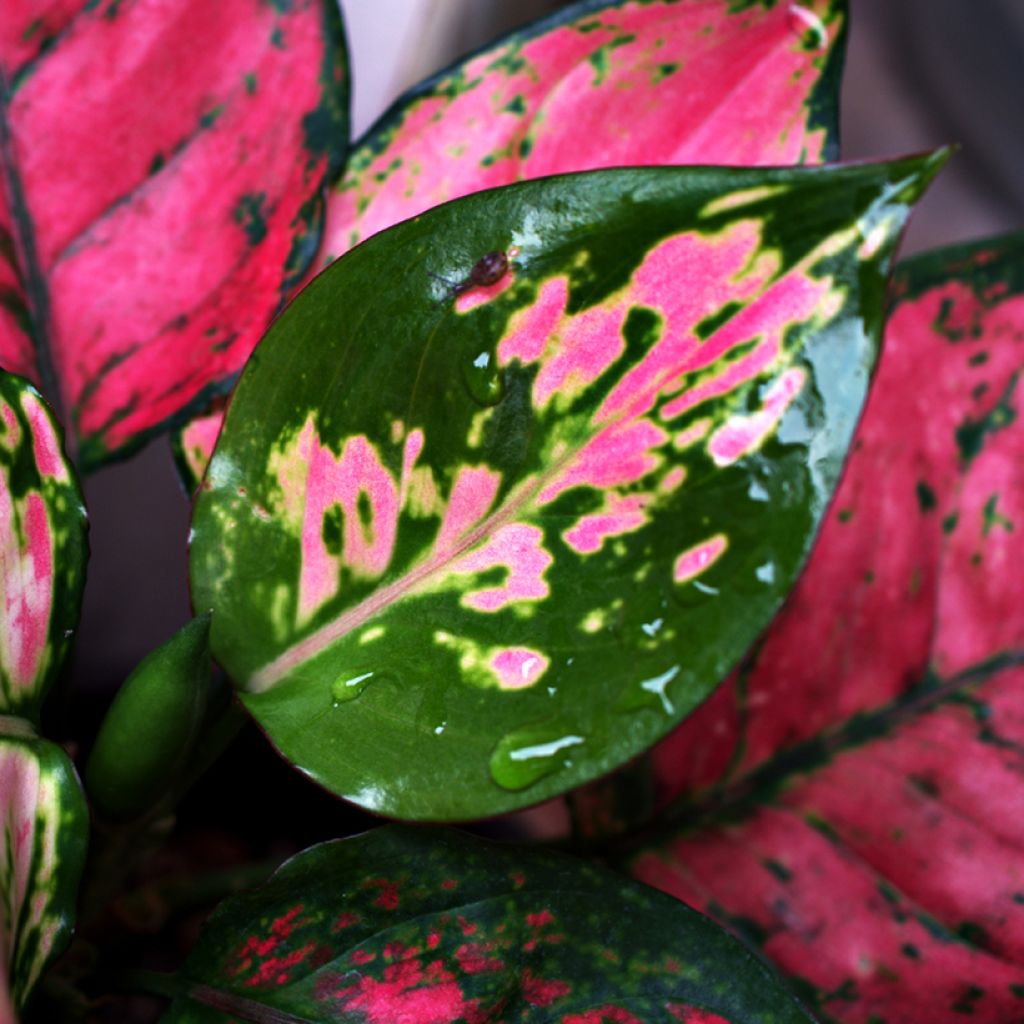 Aglaonema commutatum Red Valentine - Chinese evergreen