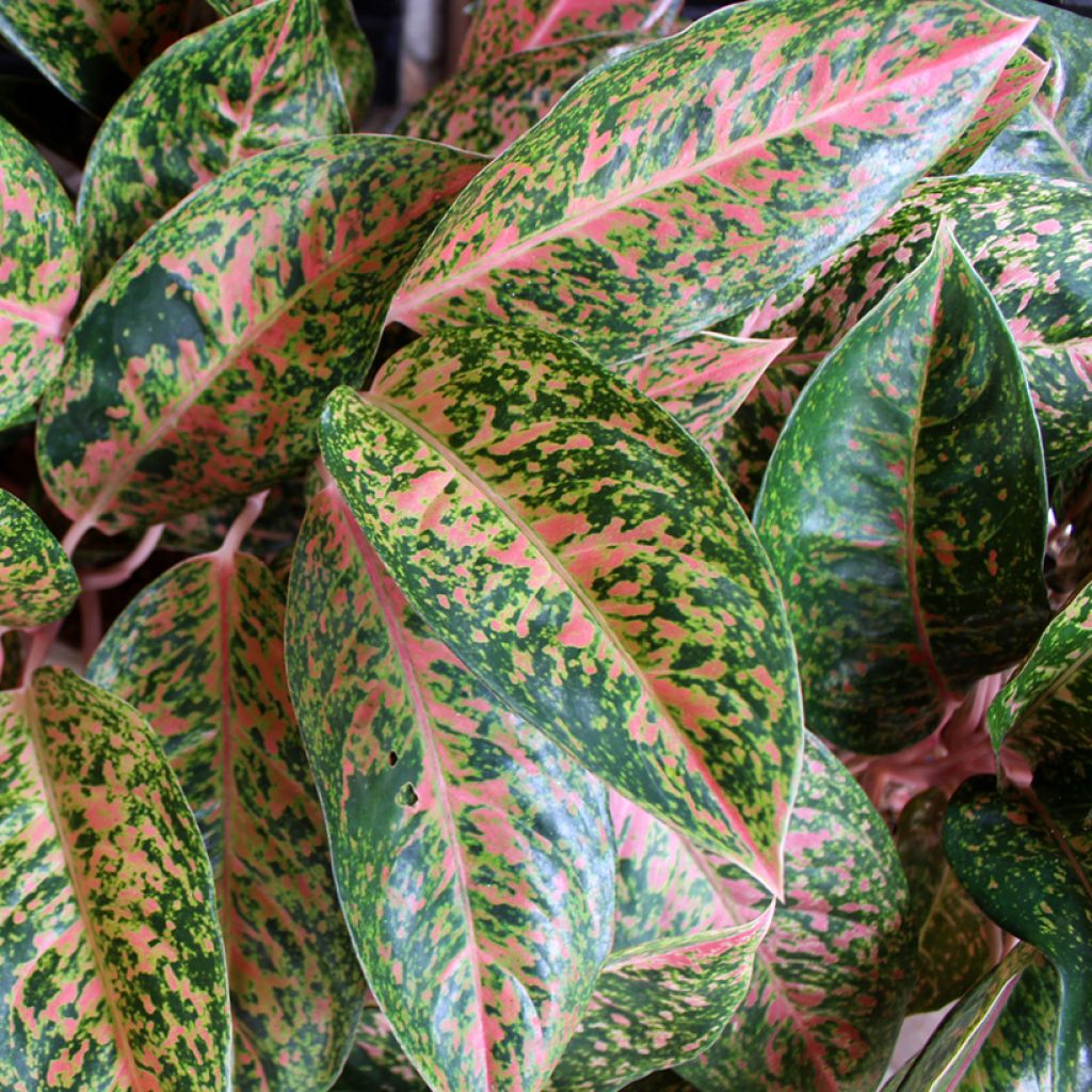 Aglaonema commutatum Red Valentine - Chinese evergreen