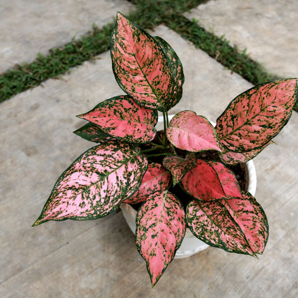 Aglaonema commutatum Red Valentine - Chinese evergreen
