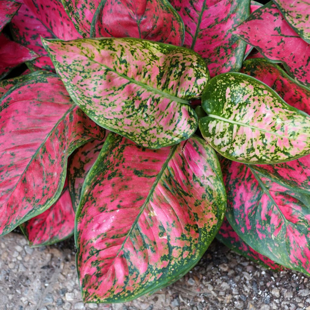 Aglaonema commutatum Red Valentine - Chinese evergreen