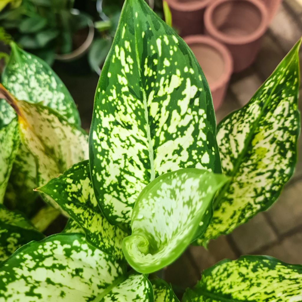 Aglaonema commutatum Snowflake - Chinese evergreen