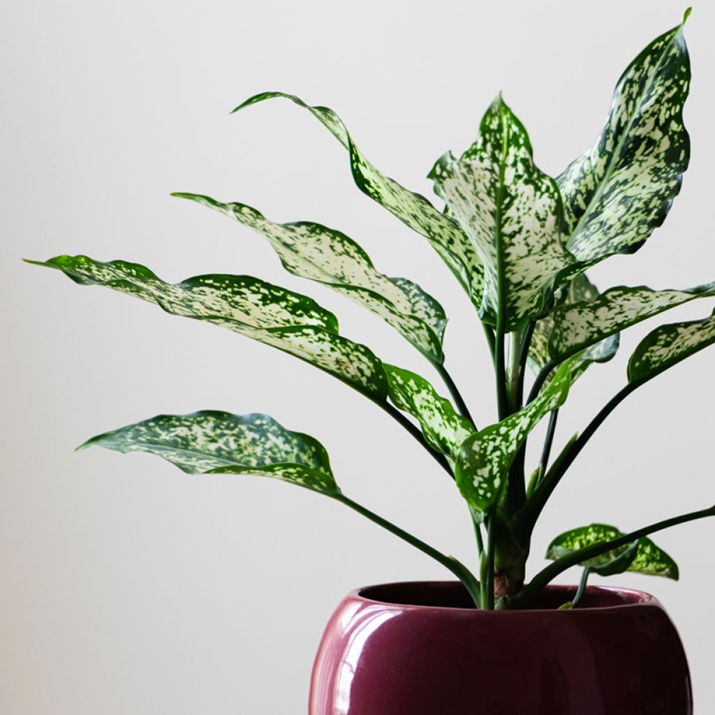 Aglaonema commutatum Snowflake - Chinese evergreen