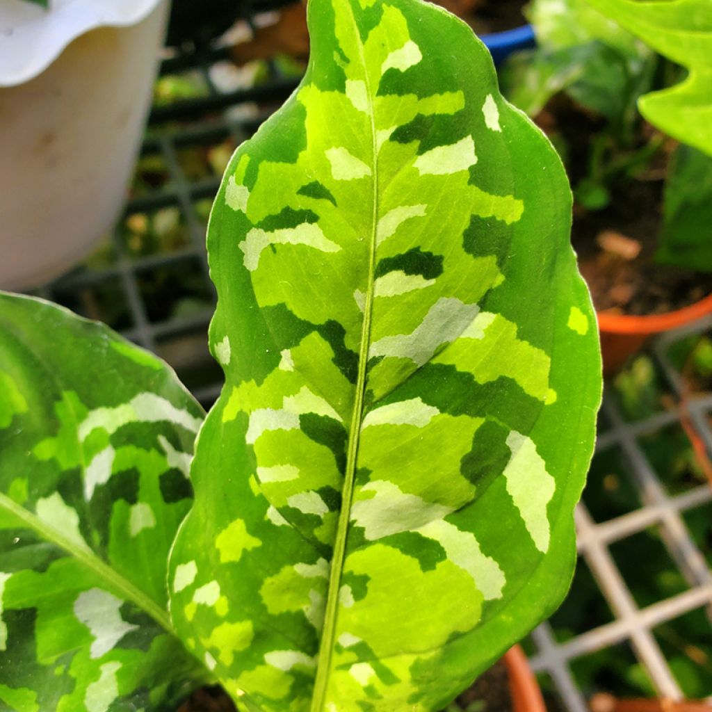 Aglaonema pictum Tricolor - Chinese evergreen