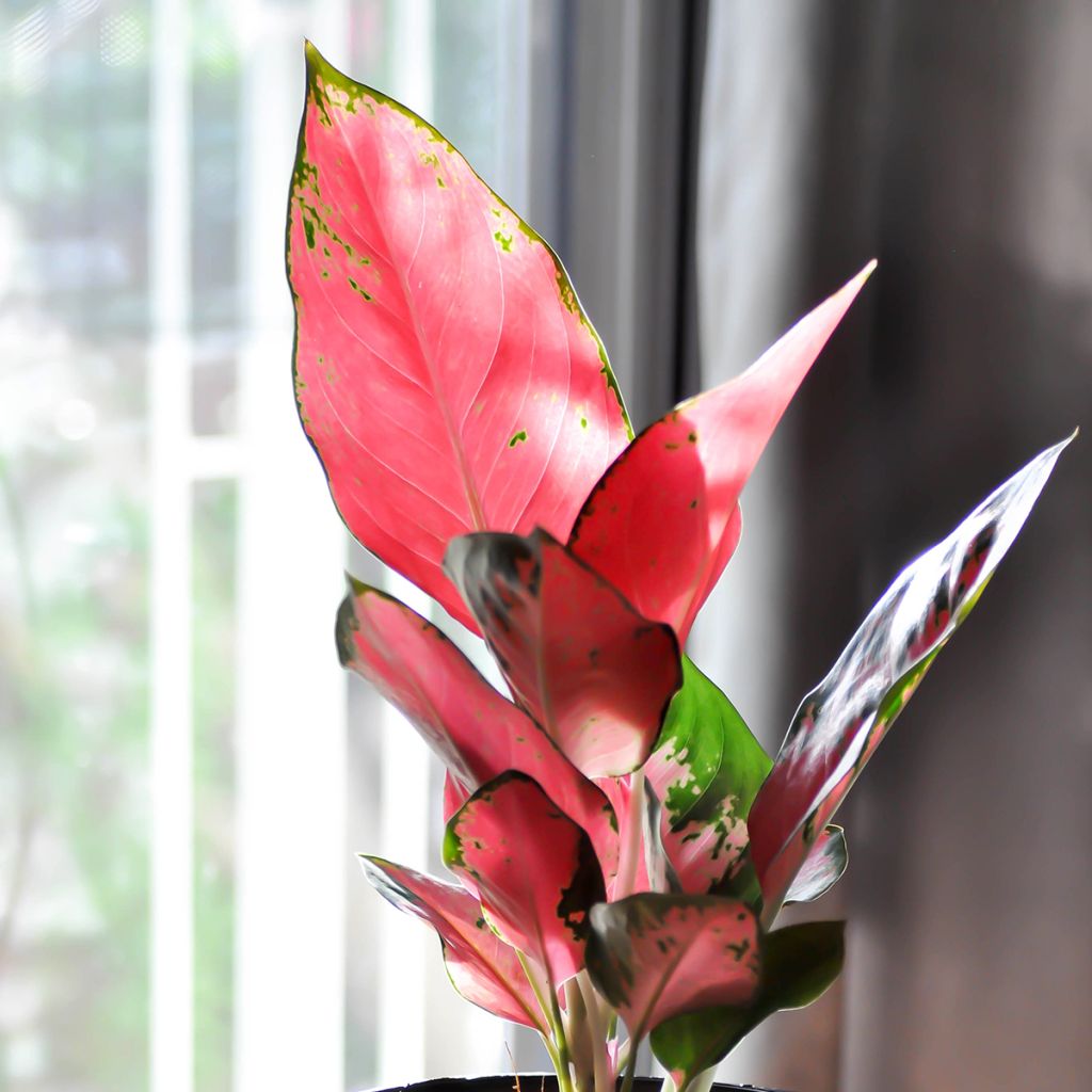 Aglaonema Red Zircon - Chinese evergreen