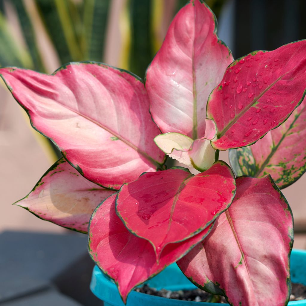 Aglaonema Red Zircon - Chinese evergreen
