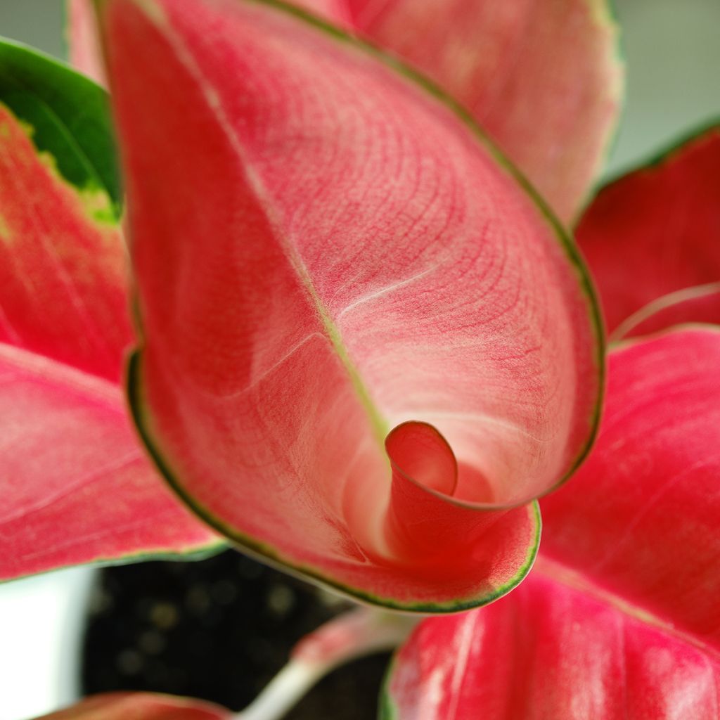 Aglaonema Red Zircon - Chinese evergreen