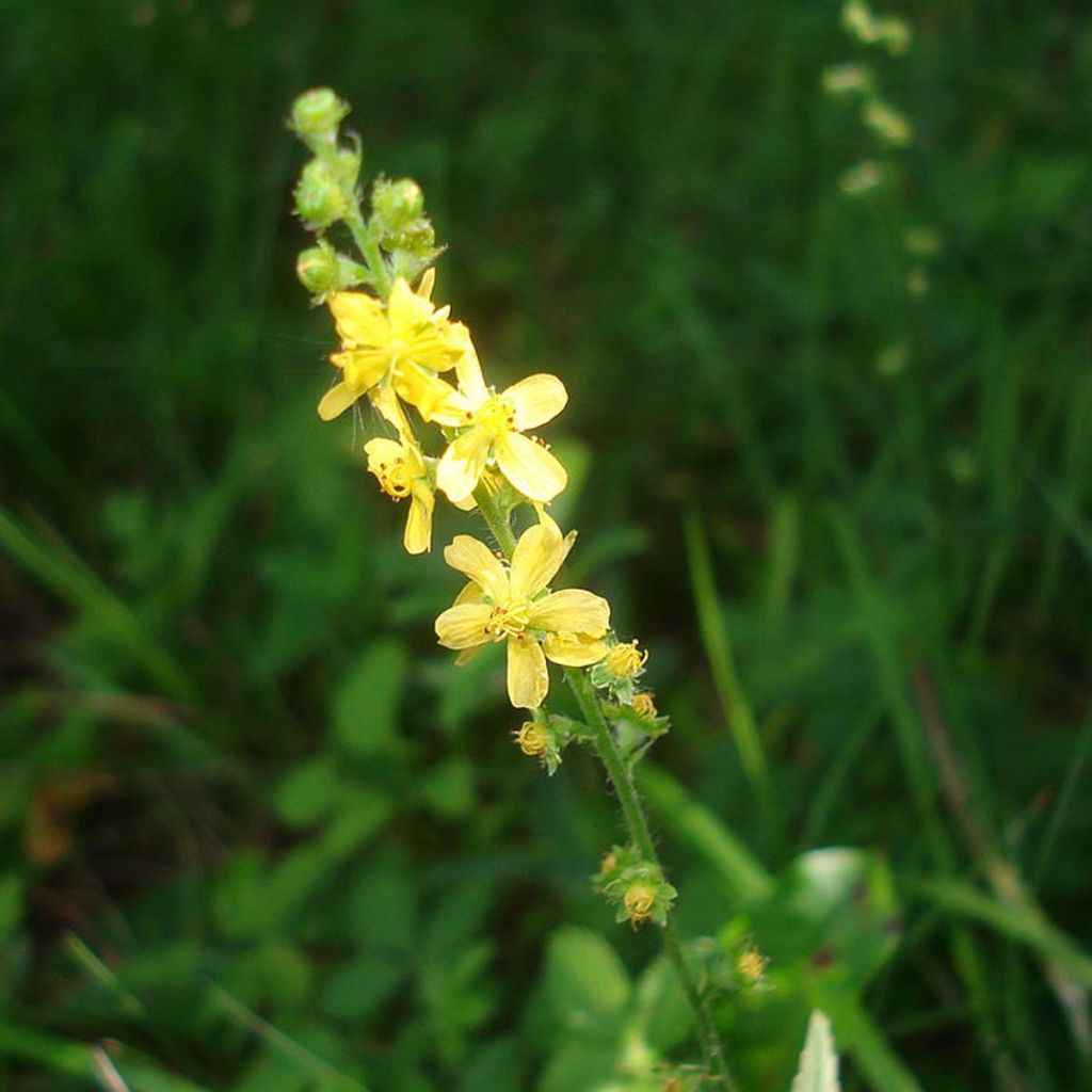 Agrimonia eupatoria - Aigremoine eupatoire