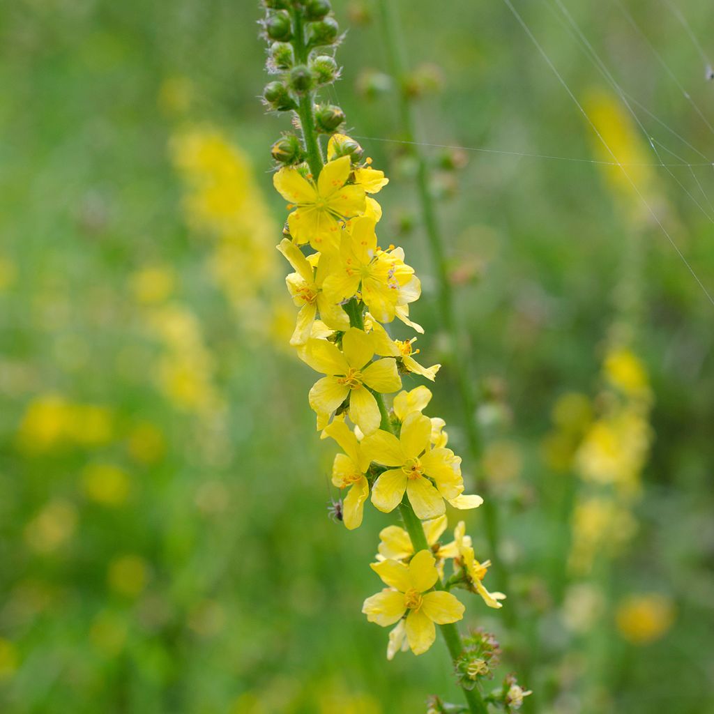 Agrimonia eupatoria  