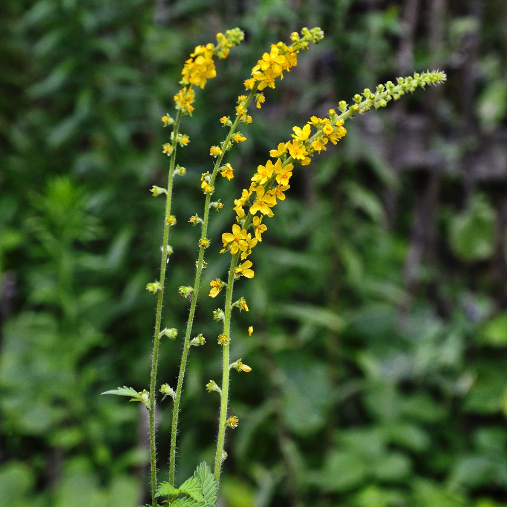 Agrimonia eupatoria  