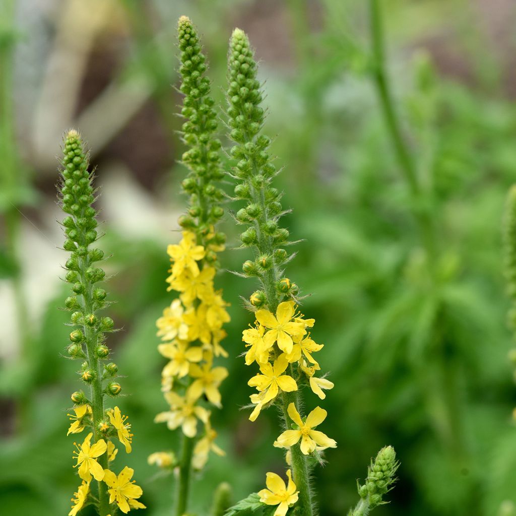 Agrimonia eupatoria  