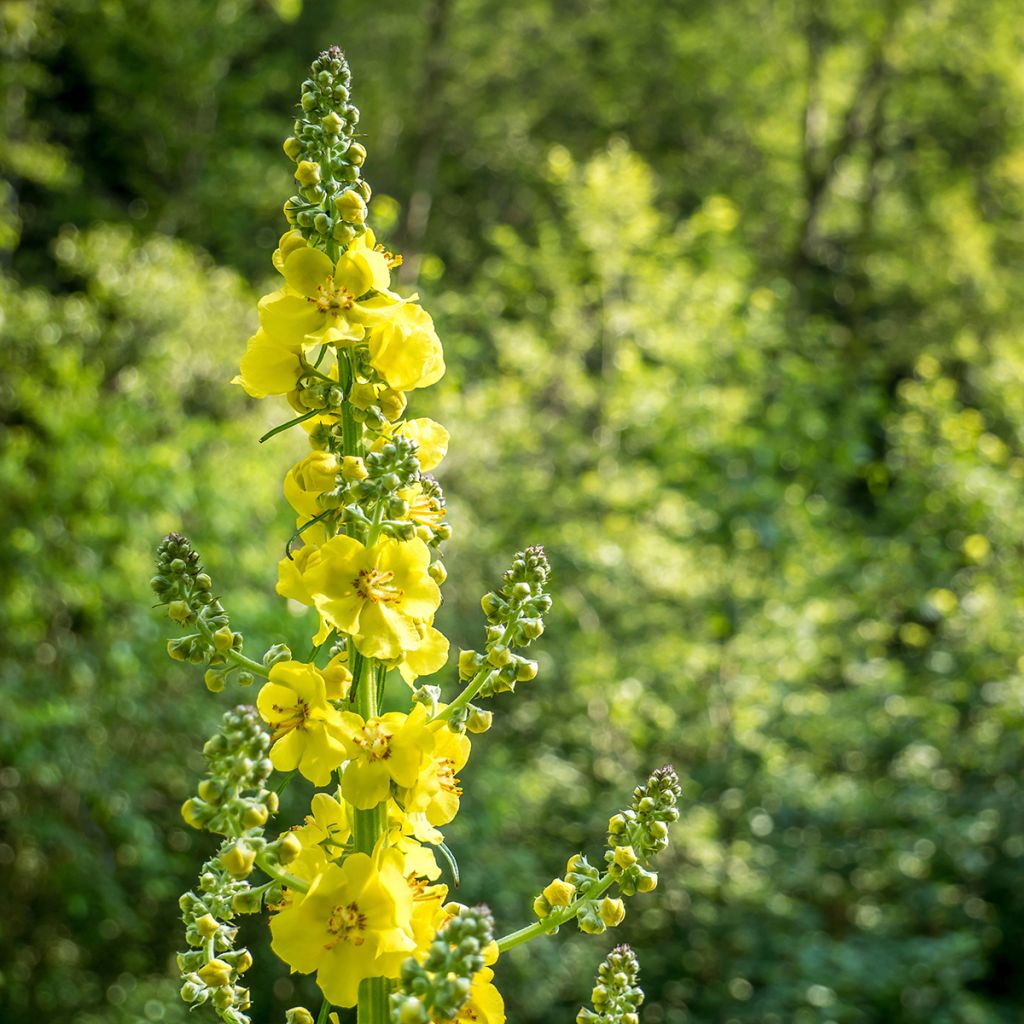 Agrimonia eupatoria  