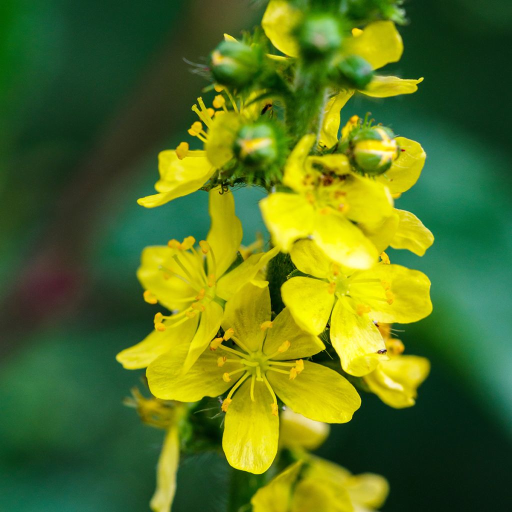 Agrimonia eupatoria  