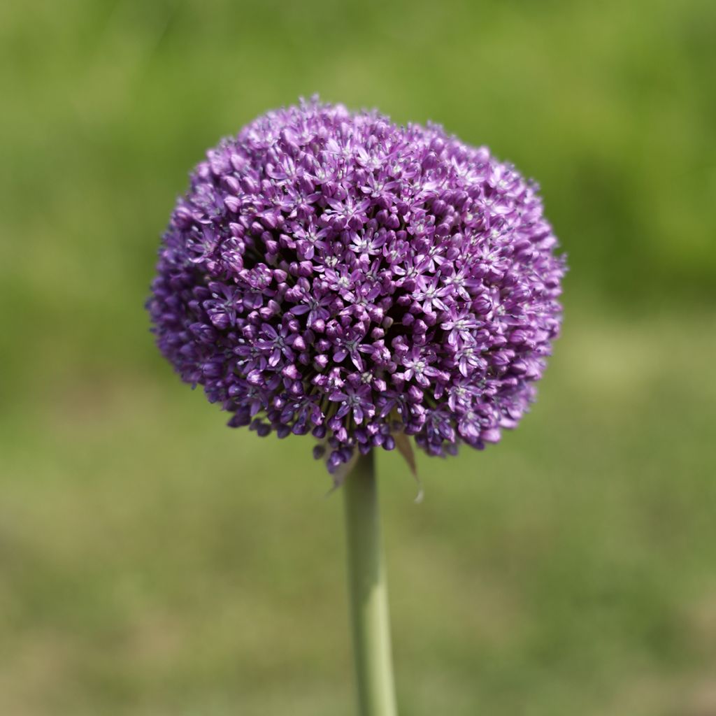 Allium Ambassador