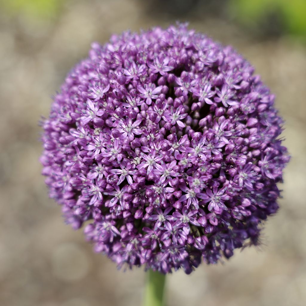 Allium Ambassador