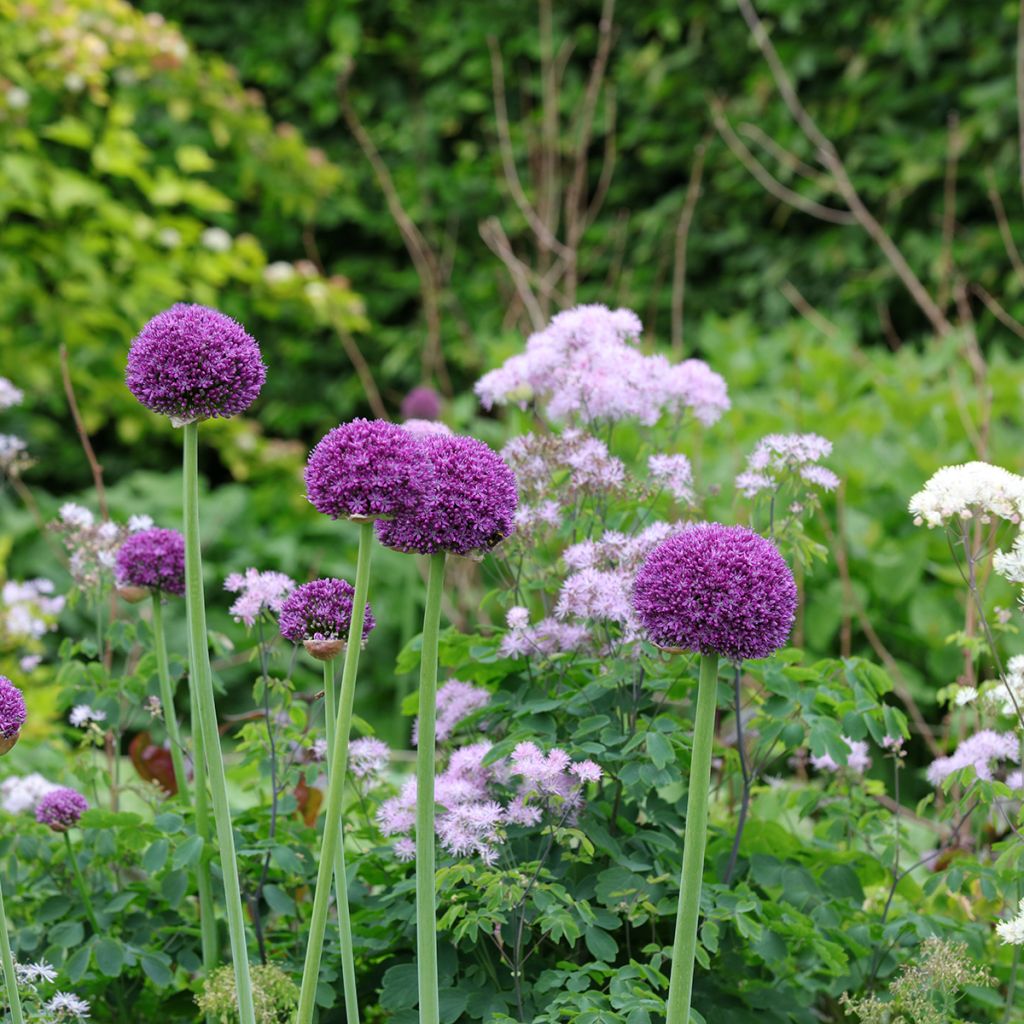 Allium Ambassador