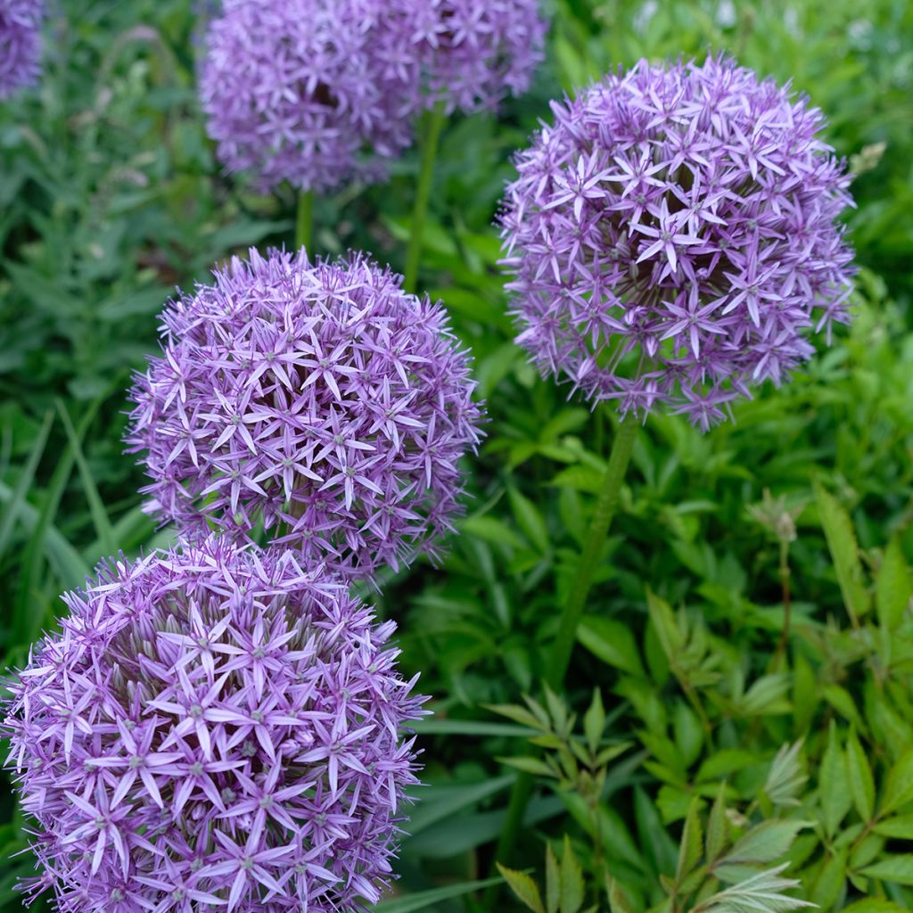 Allium Gladiator