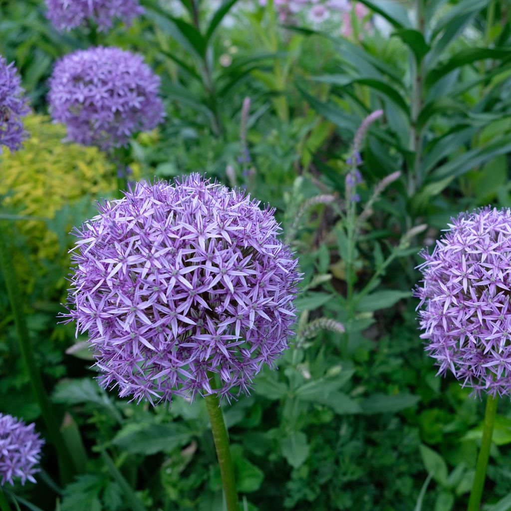 Allium Gladiator