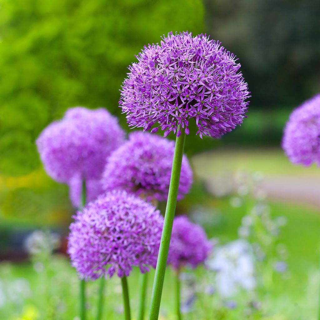 Allium Gladiator