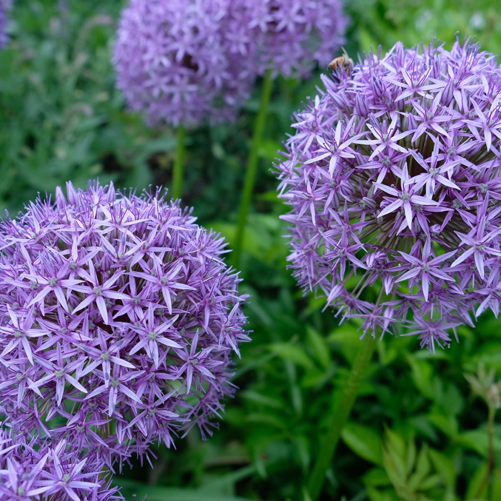 Allium Gladiator