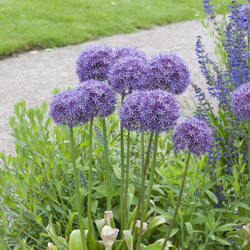 Allium Globemaster