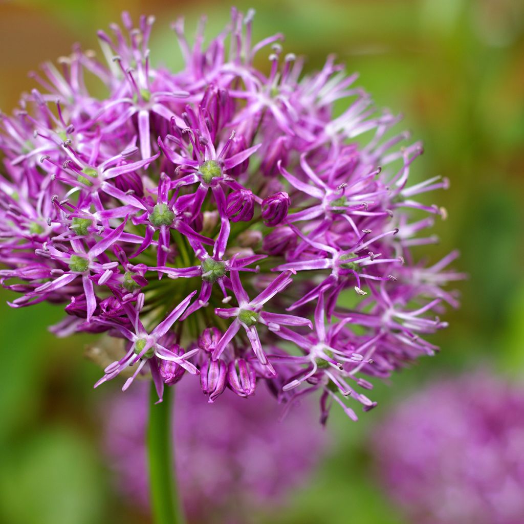 Allium Miami