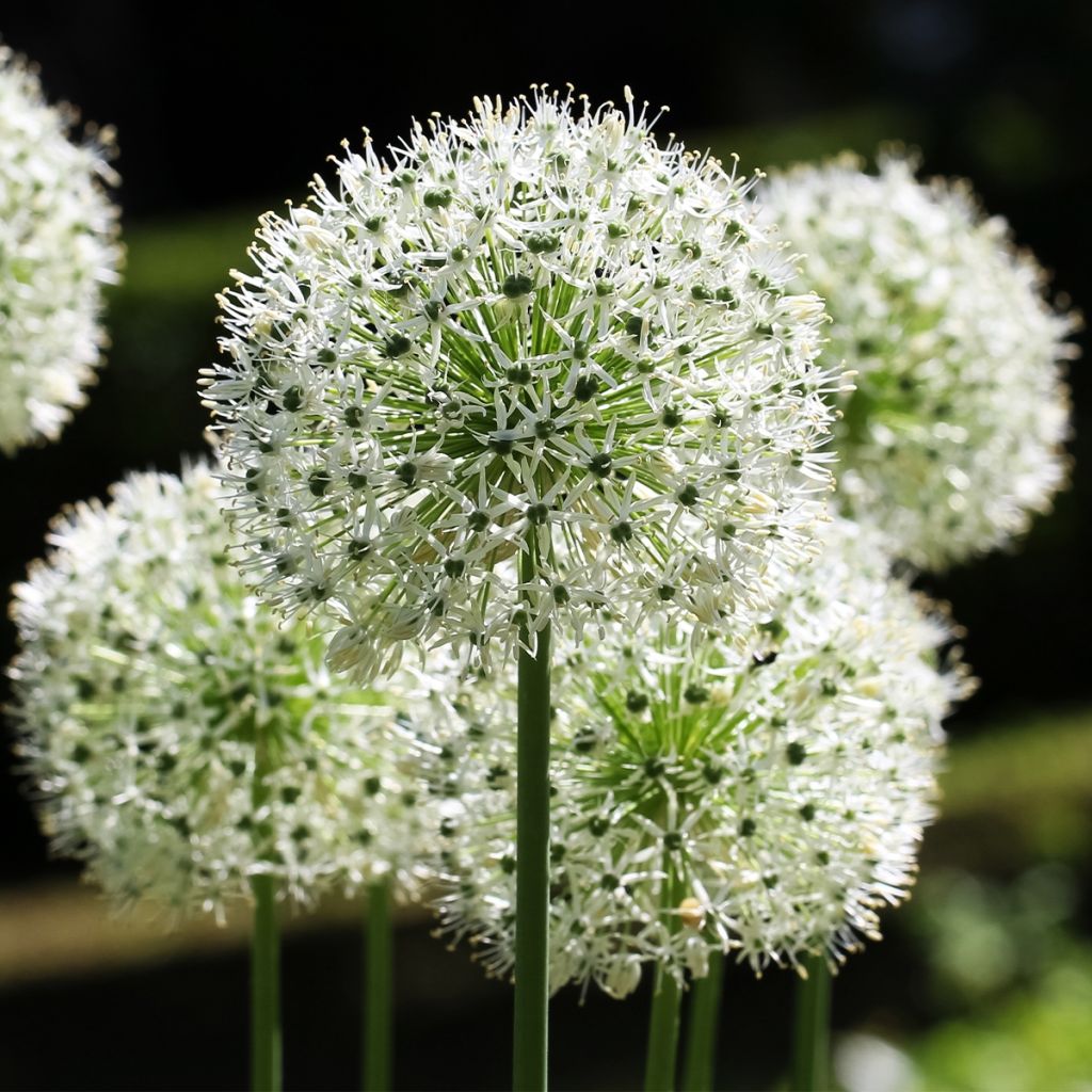 Allium stipitatum Mount Everest