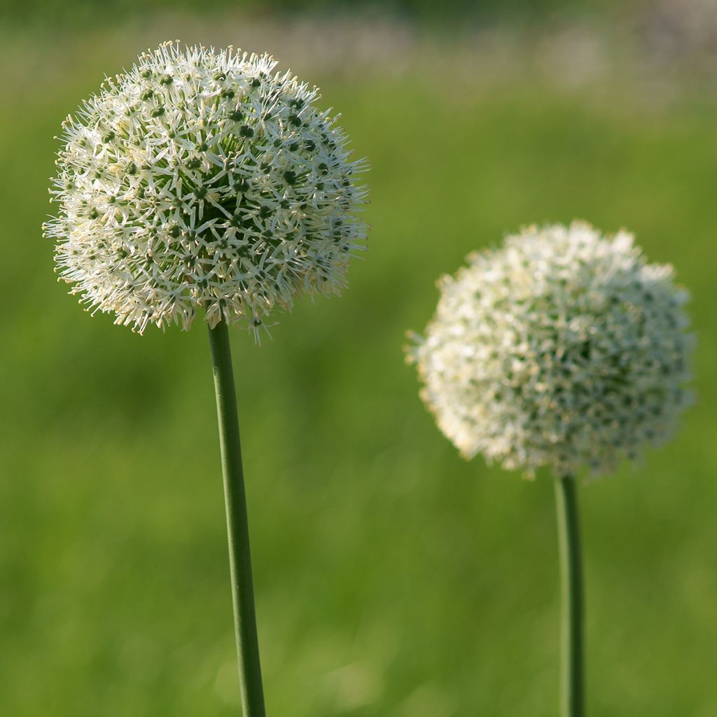 Ail d'ornement - Allium Mount Everest