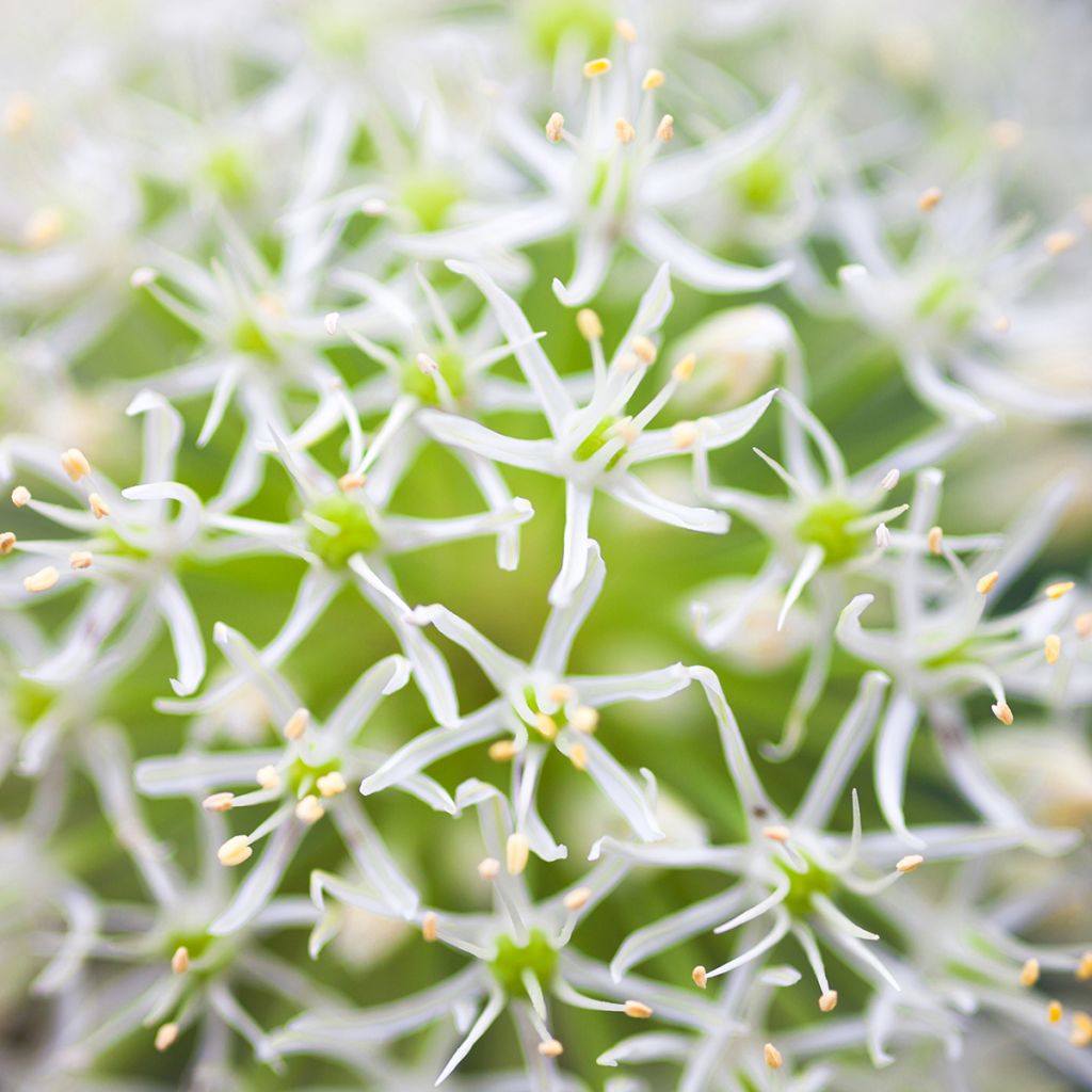 Allium stipitatum Mount Everest