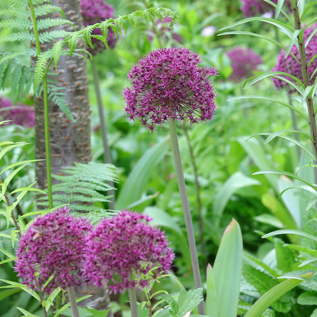 Allium Ostara