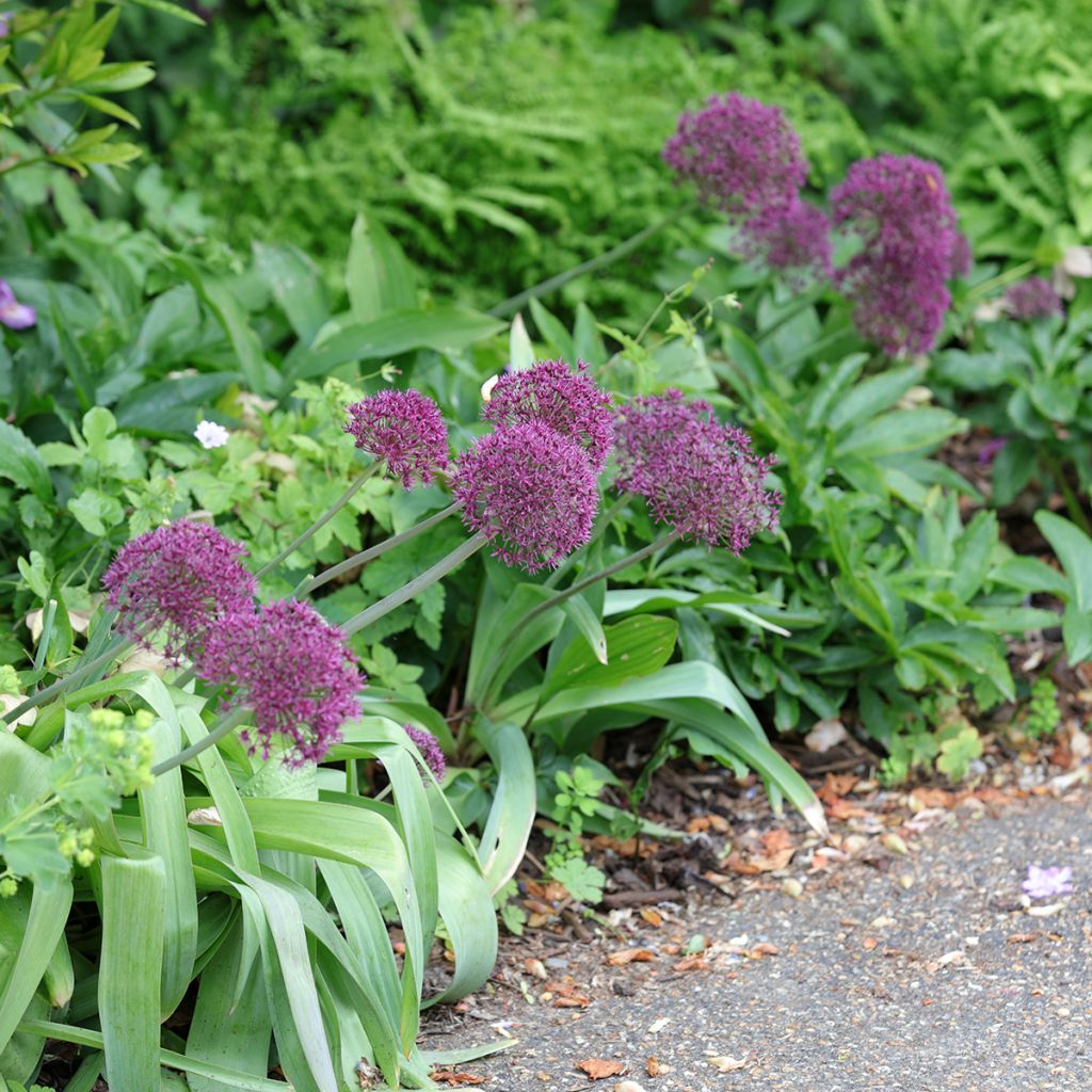 Allium Ostara