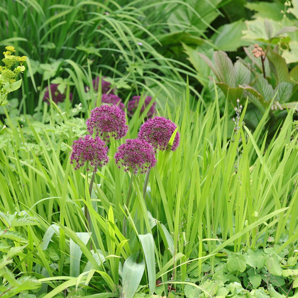 Allium Ostara