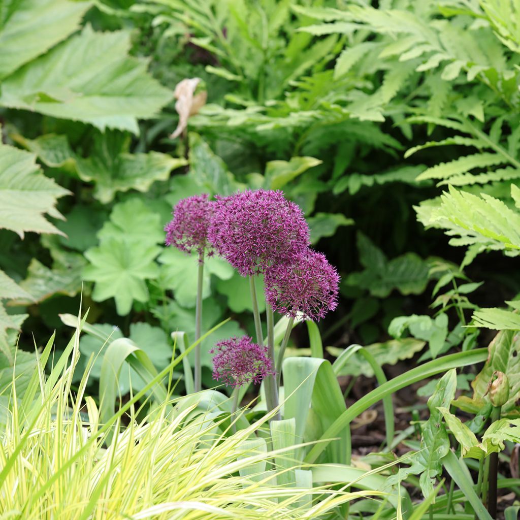 Allium Ostara