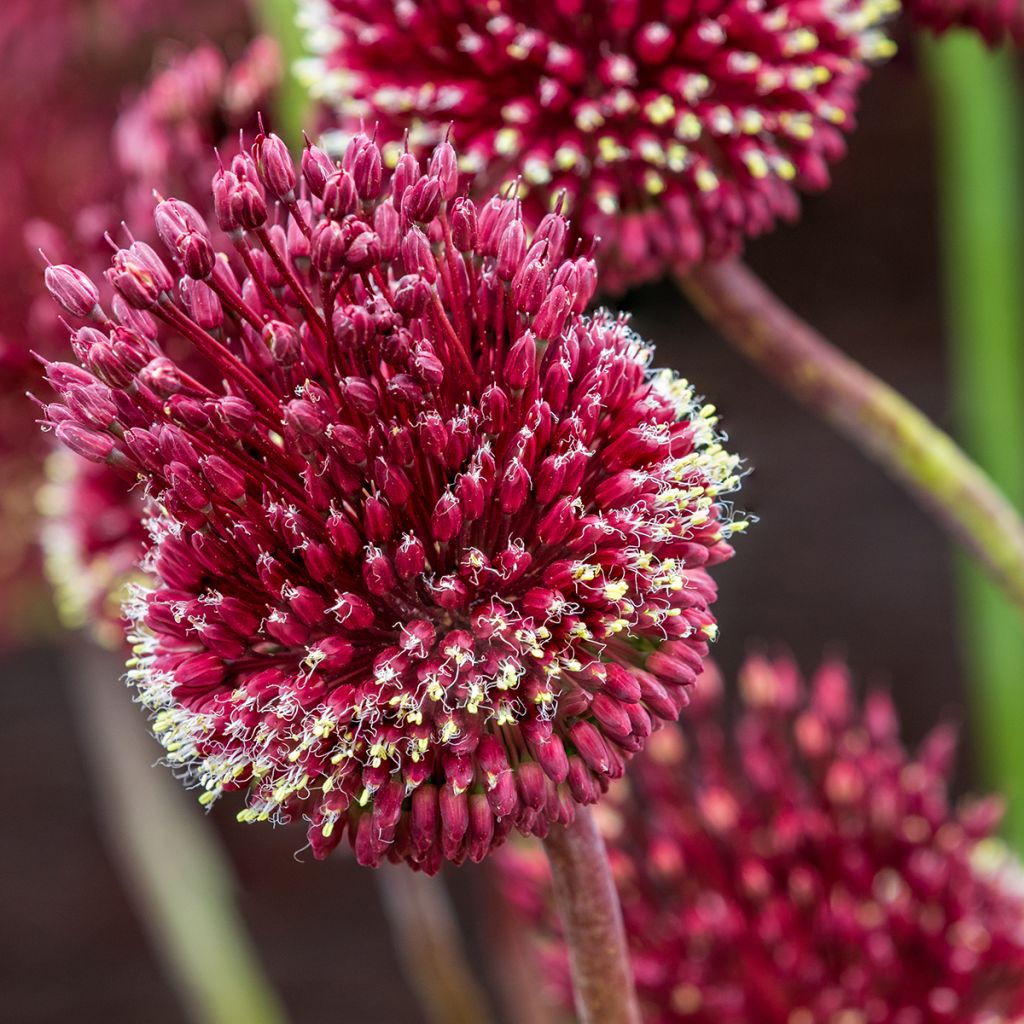 Allium amethystinum Red Mohican