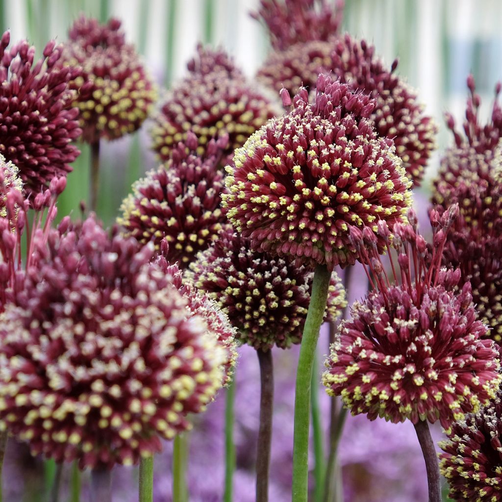 Allium amethystinum Red Mohican