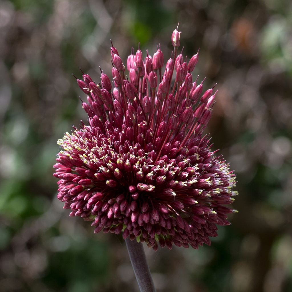 Allium amethystinum Red Mohican