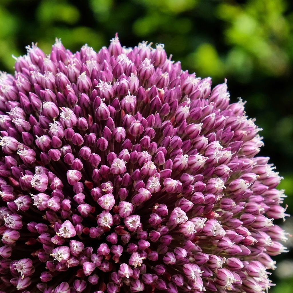 Allium Summer Drummer