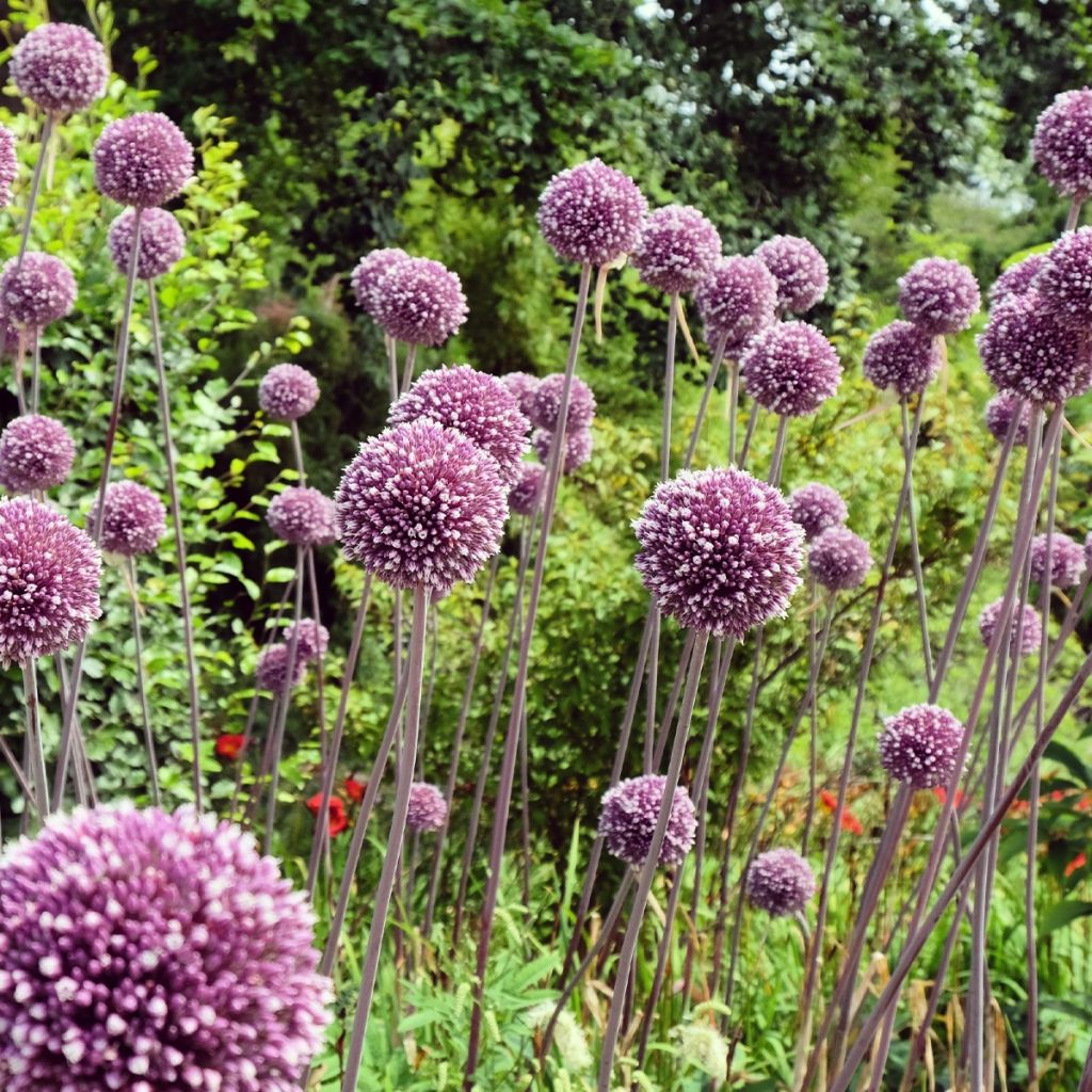 Allium Summer Drummer