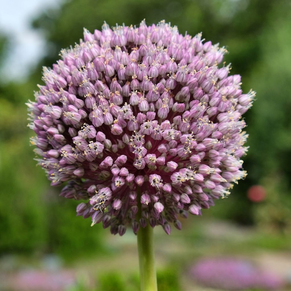 Allium Summer Drummer