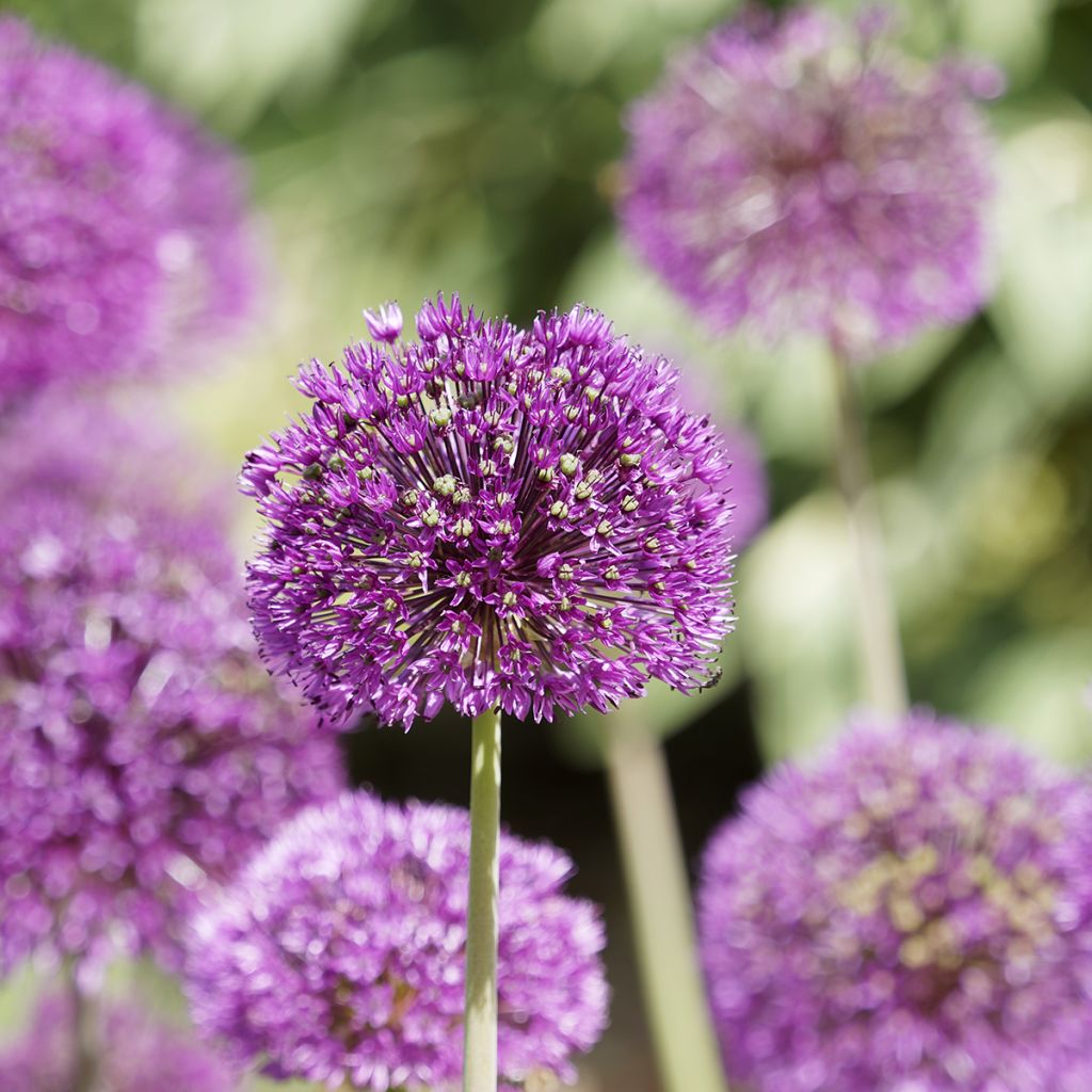 Allium aflatunense Purple Sensation