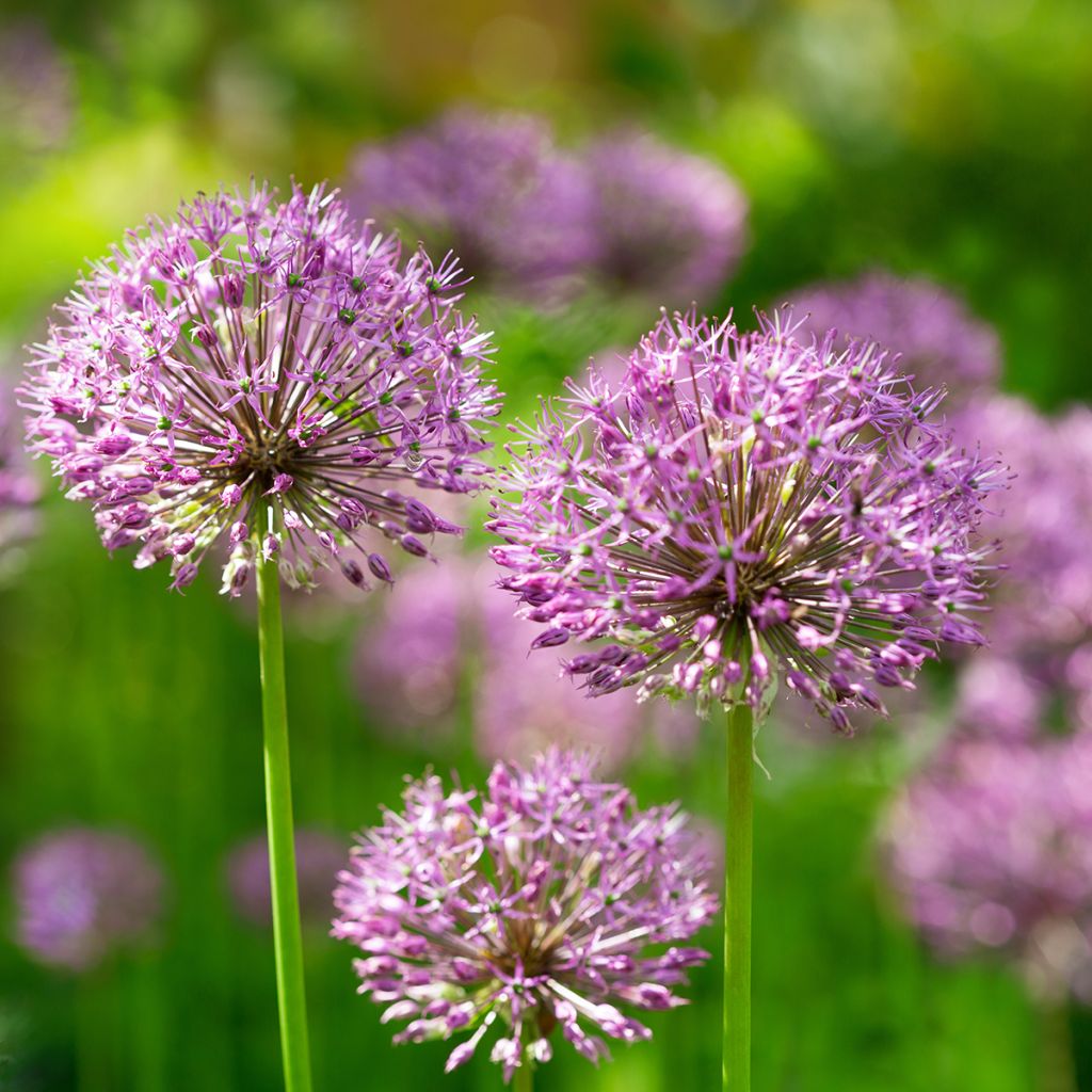 Allium aflatunense Purple Sensation