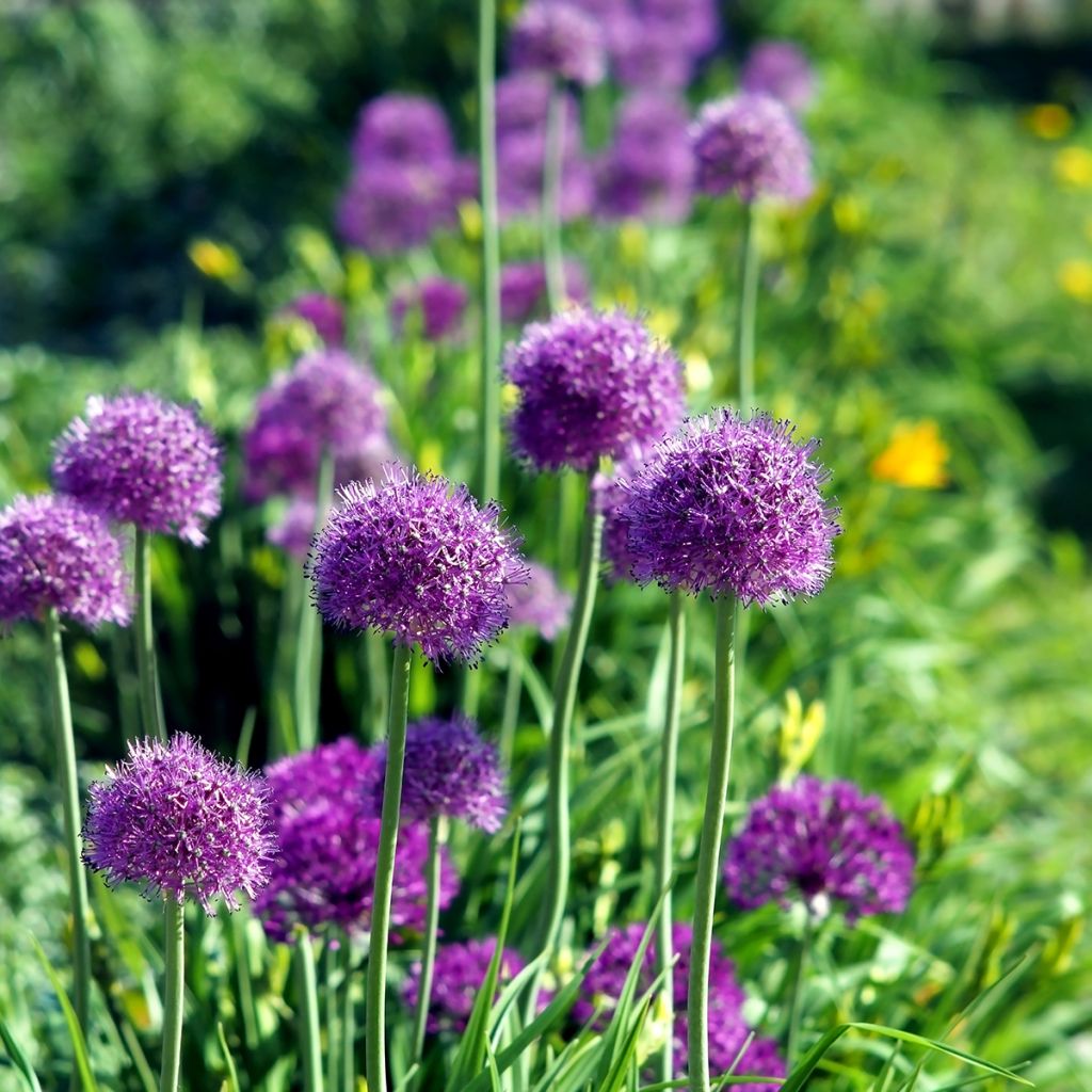 Allium aflatunense Purple Sensation