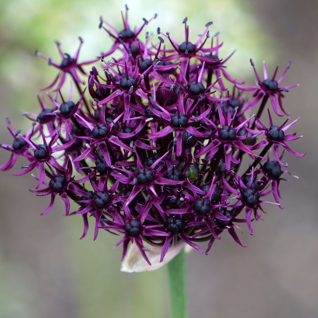 Allium atropurpureum