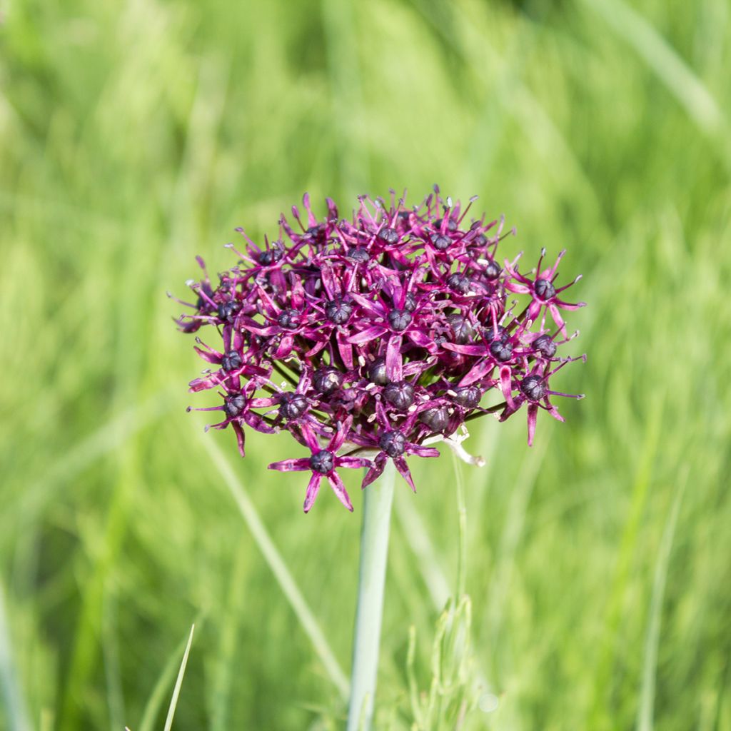 Allium atropurpureum