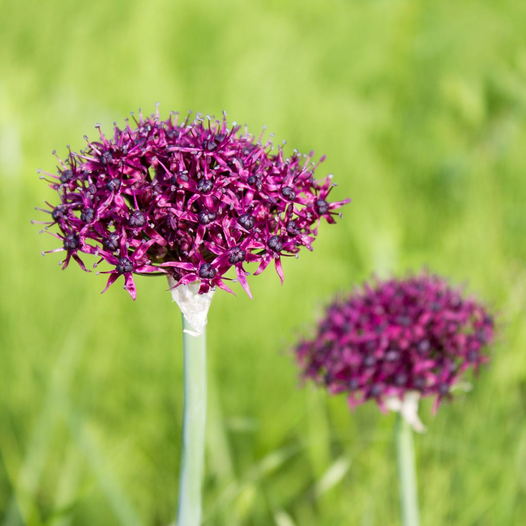 Allium atropurpureum