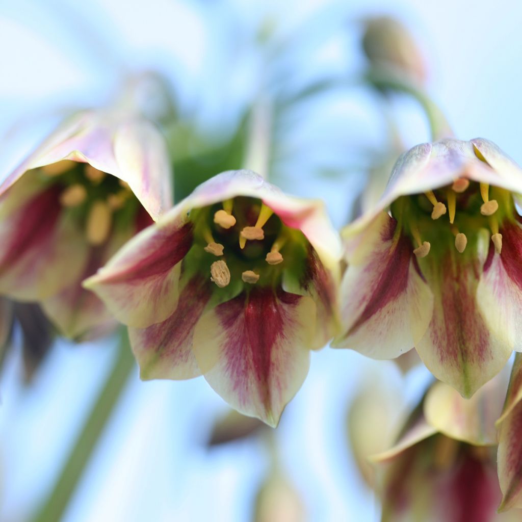 Allium nectaroscordum