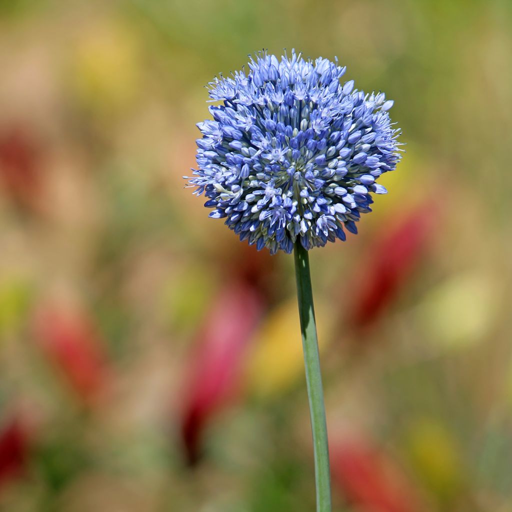 Allium caeruleum