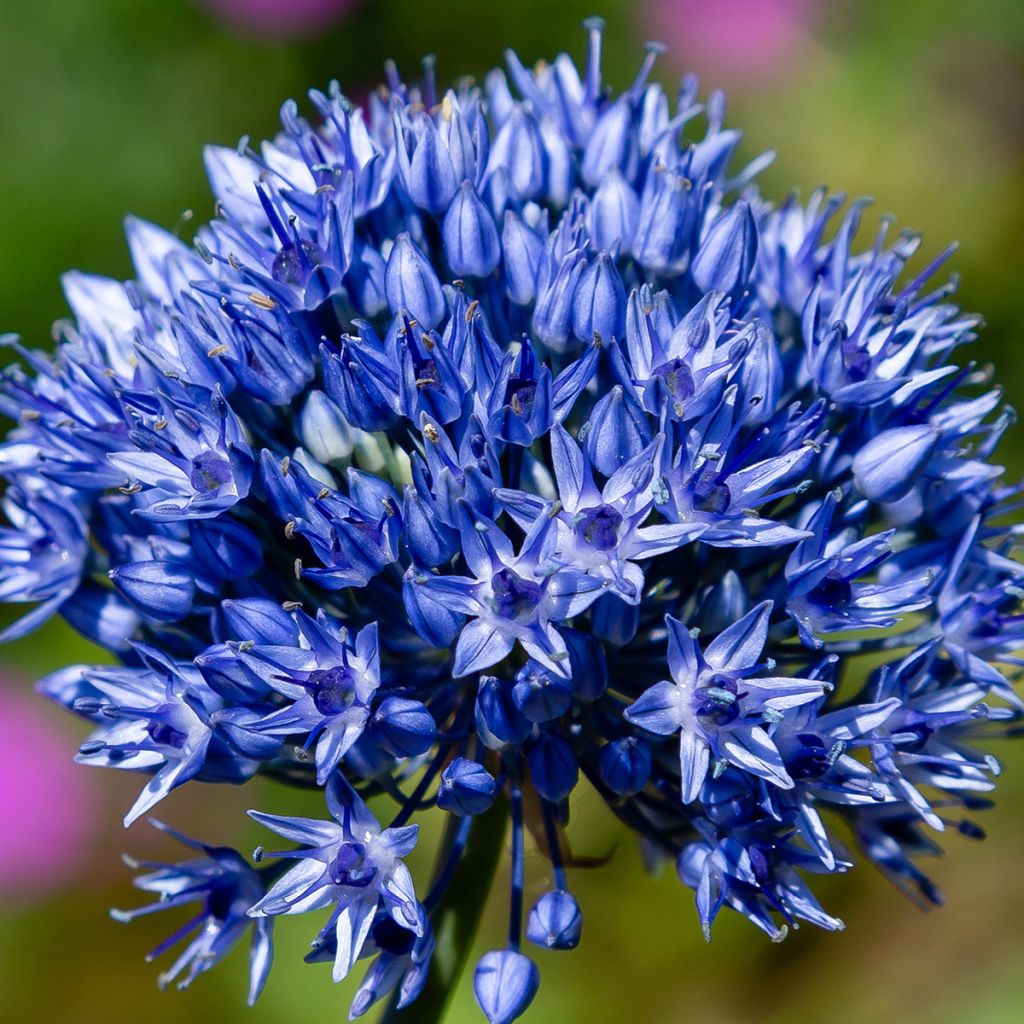 Allium caeruleum