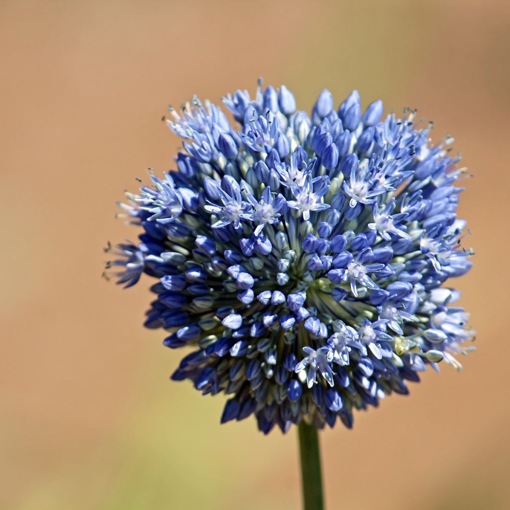 Allium caeruleum